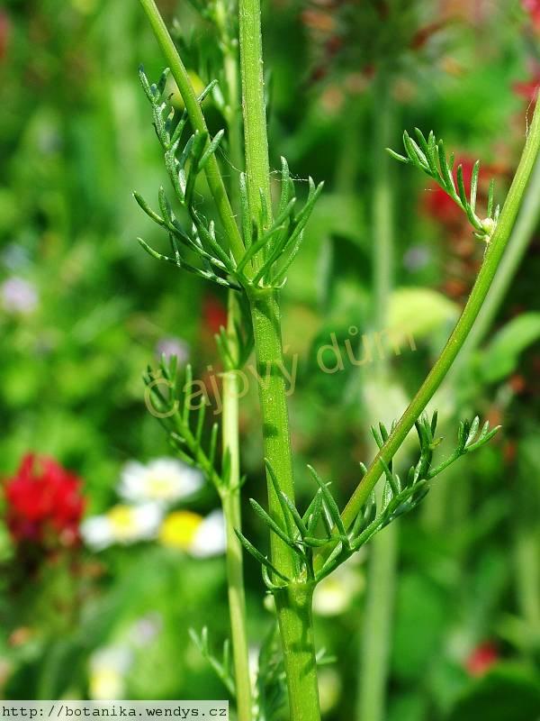 Heřmánek květ celý